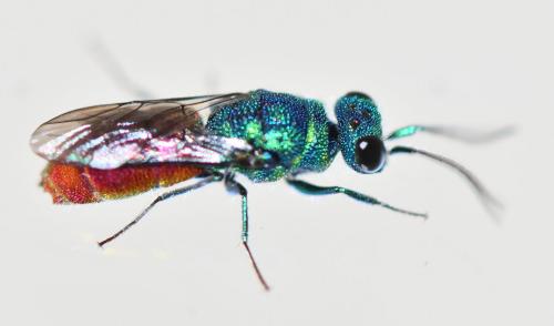 Réf. 252 355 : Chrysis terminata